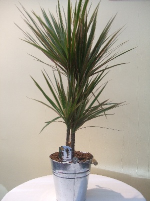 Dracaena