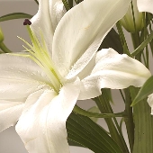 Lilies of Christmas