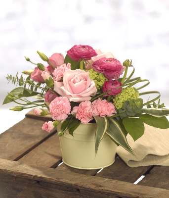 Posy Pink